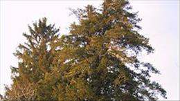 Mogočne drevo Tisa